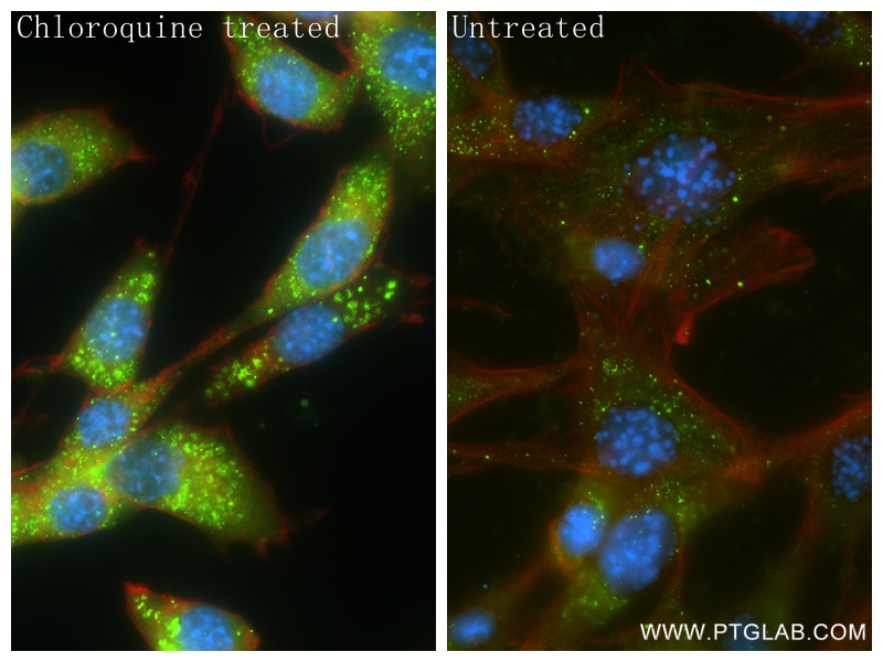 IF Staining of NIH/3T3 using 84826-1-RR (same clone as 84826-1-PBS)