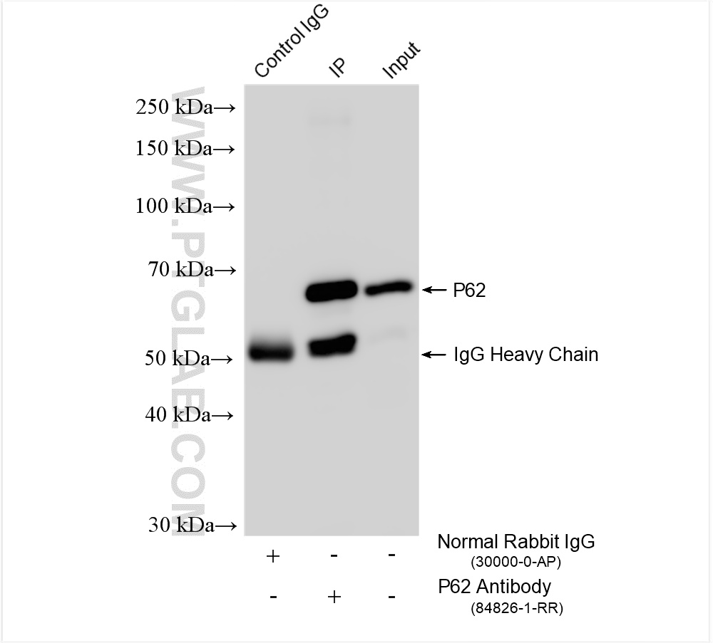 IP experiment of NIH/3T3 using 84826-1-RR (same clone as 84826-1-PBS)