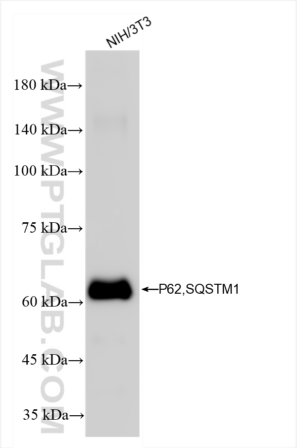 WB analysis of NIH/3T3 using 84826-1-RR (same clone as 84826-1-PBS)