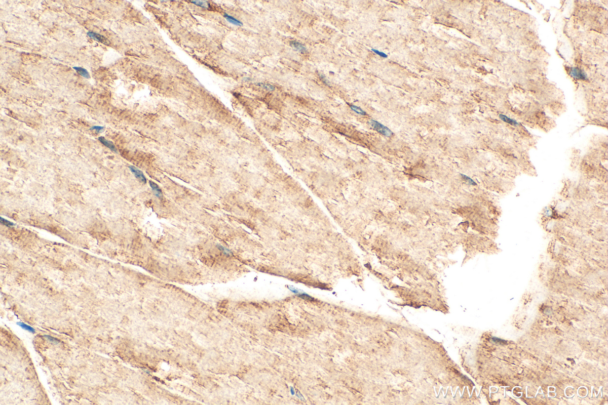 IHC staining of mouse skeletal muscle using 14960-1-AP