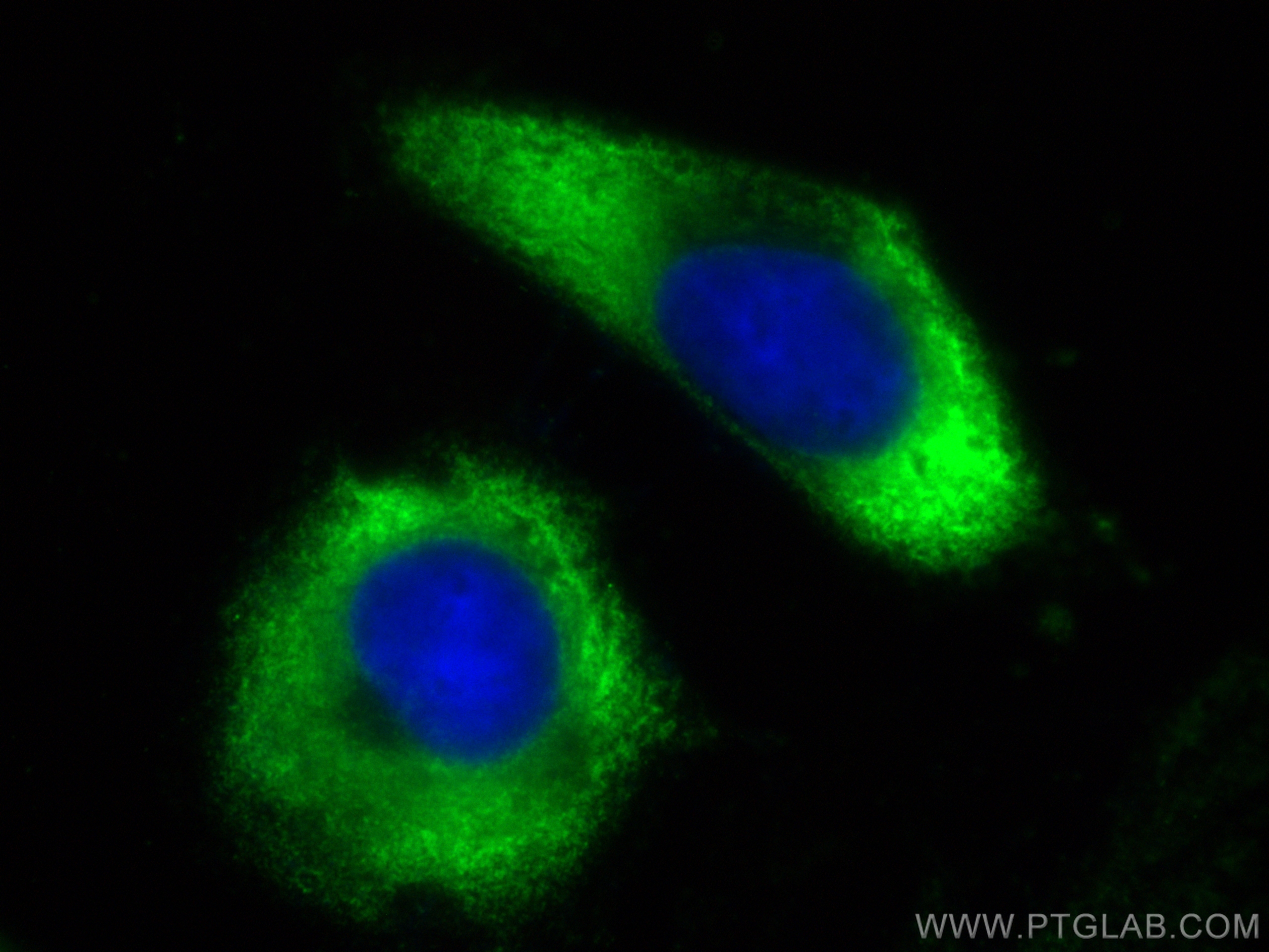 IF Staining of HeLa using CL488-14960