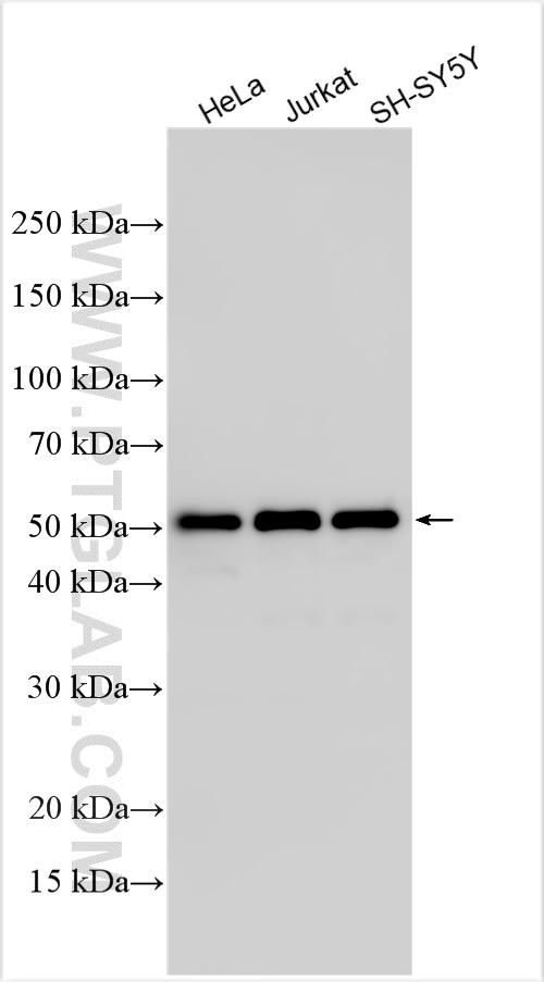 WB analysis using 28002-1-AP