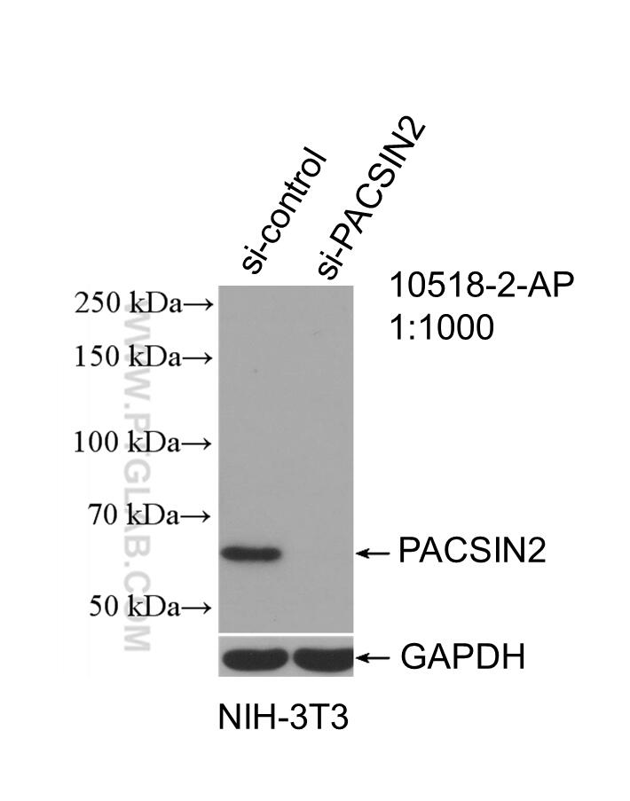 WB analysis of NIH/3T3 using 10518-2-AP