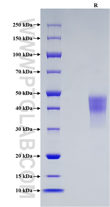 Purity of Recombinant Human OX40 was determined by SDS-PAGE. The protein was resolved in an SDS-PAGE in reducing (R) conditions and stained using Coomassie blue.