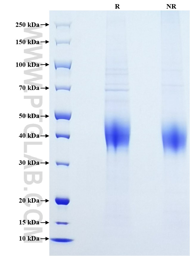 Purity of Recombinant Human CLEC12A was determined by SDS-PAGE. The protein was resolved in an SDS-PAGE in reducing (R) and non-reducing (NR) conditions and stained using Coomassie blue.