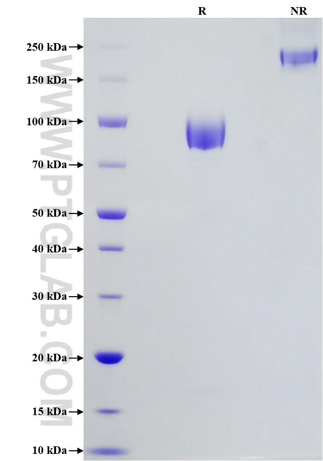 Purity of Recombinant Human CD155 was determined by SDS-PAGE. The protein was resolved in an SDS-PAGE in reducing (R) and non-reducing (NR) conditions and stained using Coomassie blue.