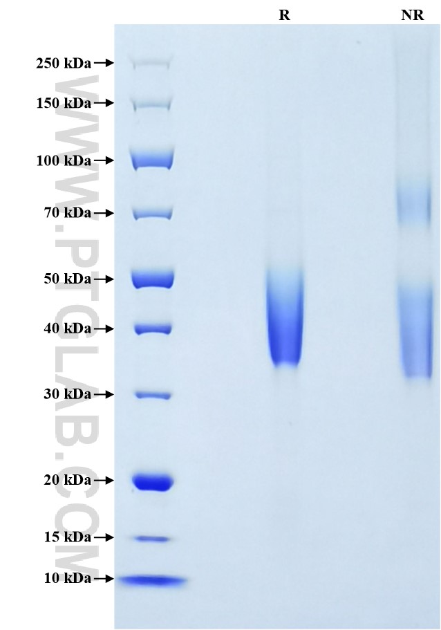 Purity of Recombinant Human B7-H3 was determined by SDS-PAGE. The protein was resolved in an SDS-PAGE in reducing (R) and non-reducing (NR) conditions and stained using Coomassie blue.