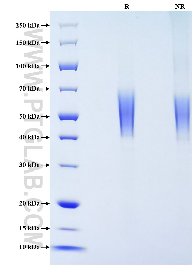 Purity of Recombinant Human B7-H4 was determined by SDS-PAGE. The protein was resolved in an SDS-PAGE in reducing (R) and non-reducing (NR) conditions and stained using Coomassie blue.