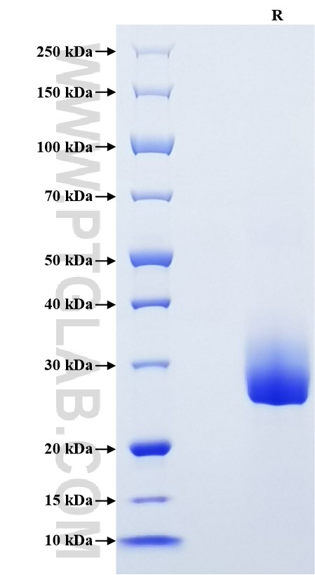 Purity of Recombinant Human IL-6 was determined by SDS-PAGE. The protein was resolved in an SDS-PAGE in reducing (R) conditions and stained using Coomassie blue.