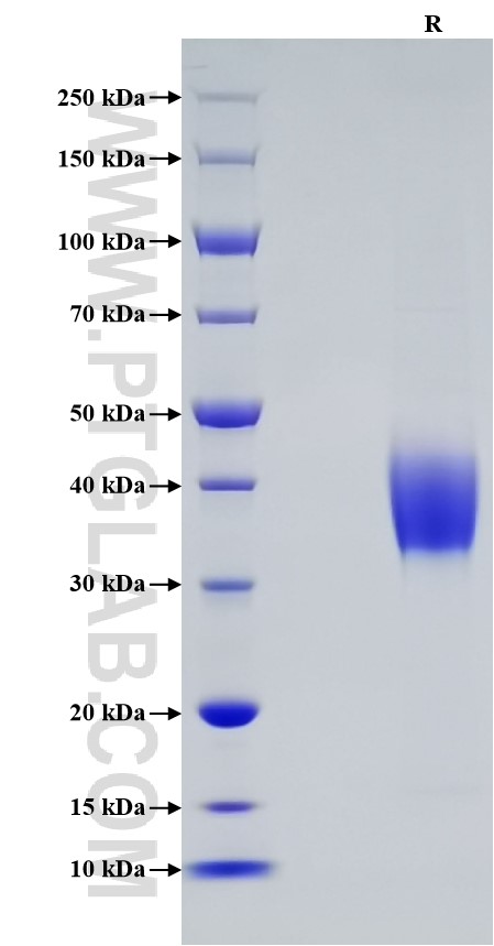 Purity of Recombinant Human Galectin-3 was determined by SDS-PAGE. The protein was resolved in an SDS-PAGE in reducing (R) conditions and stained using Coomassie blue.