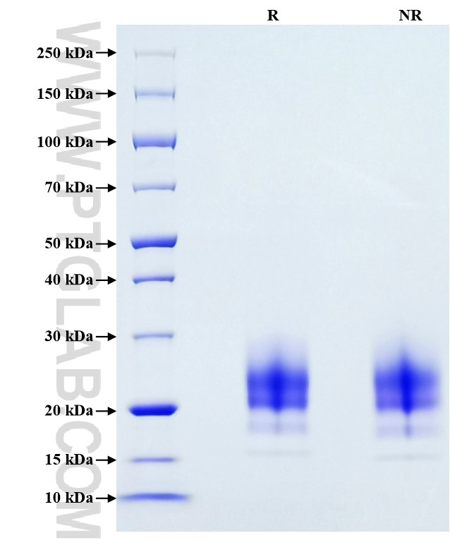 Purity of Recombinant Human IL-22 was determined by SDS-PAGE. The protein was resolved in an SDS-PAGE in reducing (R) and non-reducing (NR) conditions and stained using Coomassie blue.