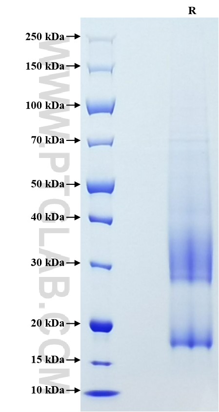 Purity of Recombinant Human MUC17 was determined by SDS-PAGE. The protein was resolved in an SDS-PAGE in reducing (R) conditions and stained using Coomassie blue.