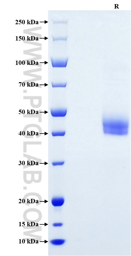 Purity of Recombinant Human IL-12B was determined by SDS-PAGE. The protein was resolved in an SDS-PAGE in reducing (R) conditions and stained using Coomassie blue.