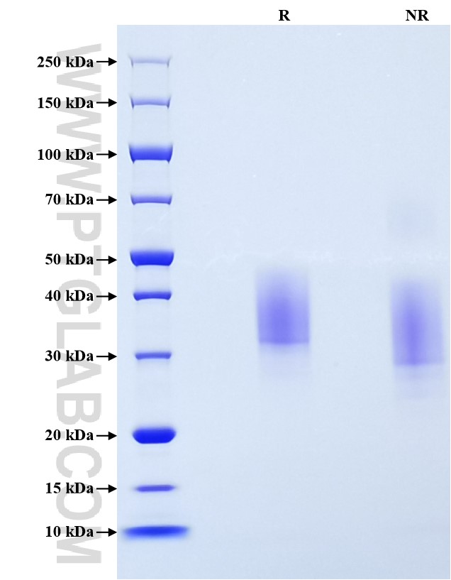 Purity of Recombinant Human EMMPRIN was determined by SDS-PAGE. The protein was resolved in an SDS-PAGE in reducing (R) and non-reducing (NR) conditions and stained using Coomassie blue.