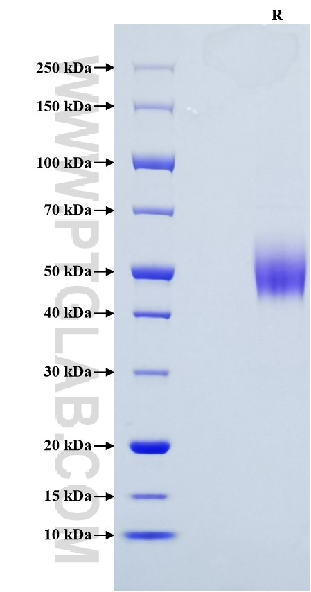 Purity of Recombinant Mouse IGFBP-3 was determined by SDS-PAGE. The protein was resolved in an SDS-PAGE in reducing (R) conditions and stained using Coomassie blue.