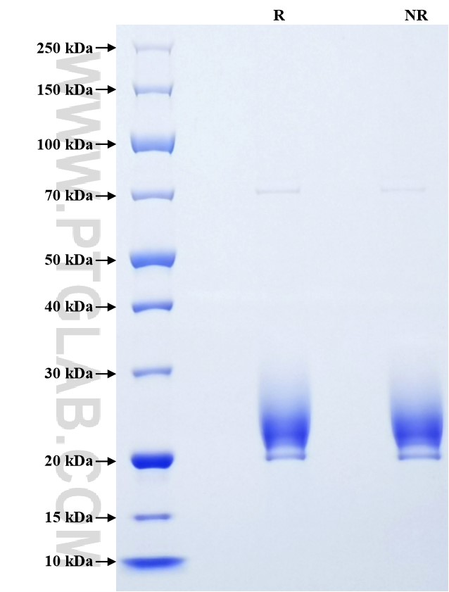 Purity of Recombinant Human rPTPσ was determined by SDS-PAGE. The protein was resolved in an SDS-PAGE in reducing (R) and non-reducing (NR) conditions and stained using Coomassie blue.