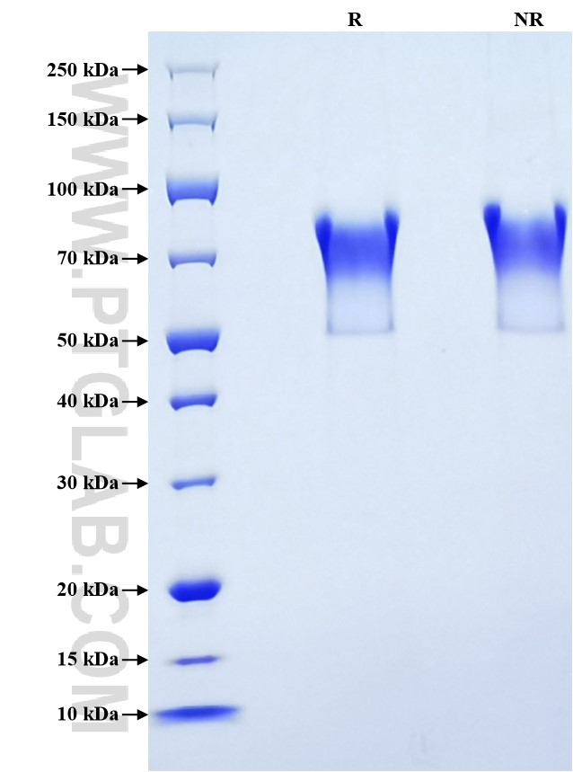 Purity of Recombinant Mouse CX3CL1 was determined by SDS-PAGE. The protein was resolved in an SDS-PAGE in reducing (R) and non-reducing (NR) conditions and stained using Coomassie blue.