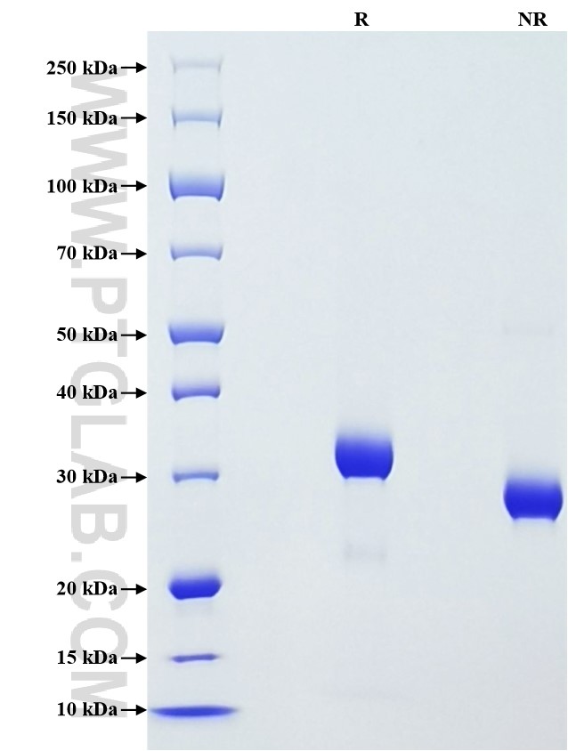 Purity of Recombinant Human IGFBP-7 was determined by SDS-PAGE. The protein was resolved in an SDS-PAGE in reducing (R) and non-reducing (NR) conditions and stained using Coomassie blue.