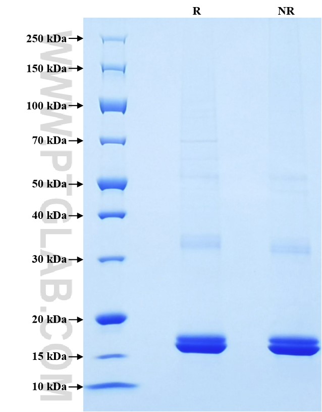 Purity of Recombinant Human TNF-alpha was determined by SDS-PAGE. The protein was resolved in an SDS-PAGE in reducing (R) and non-reducing (NR) conditions and stained using Coomassie blue.