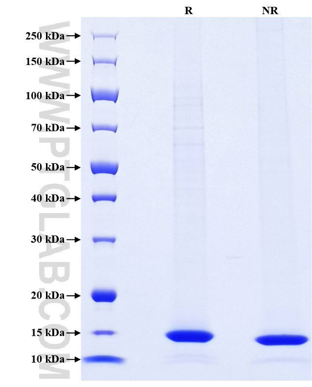 Purity of Recombinant Human Leptin was determined by SDS-PAGE. The protein was resolved in an SDS-PAGE in reducing (R) and non-reducing (NR) conditions and stained using Coomassie blue.