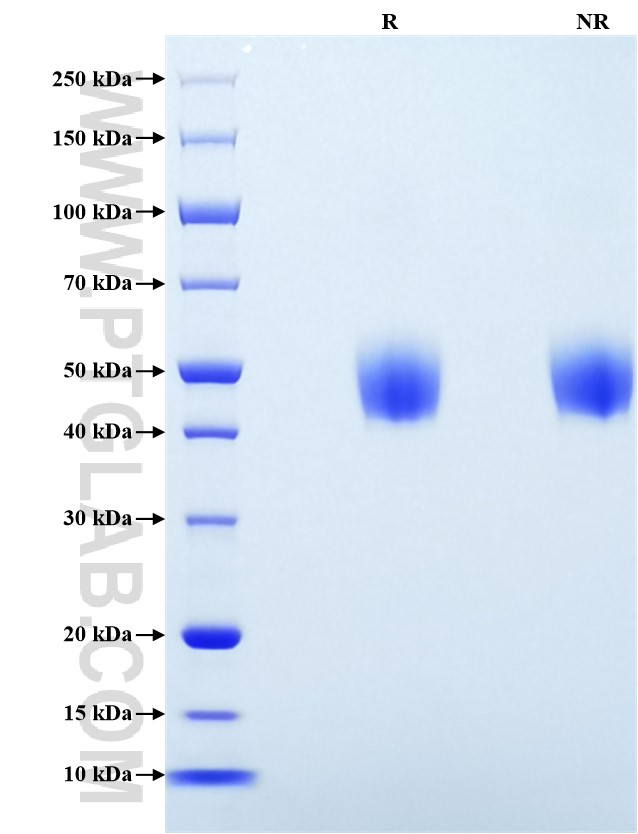 Purity of Recombinant Mouse CD14 was determined by SDS-PAGE. The protein was resolved in an SDS-PAGE in reducing (R) and non-reducing (NR) conditions and stained using Coomassie blue.