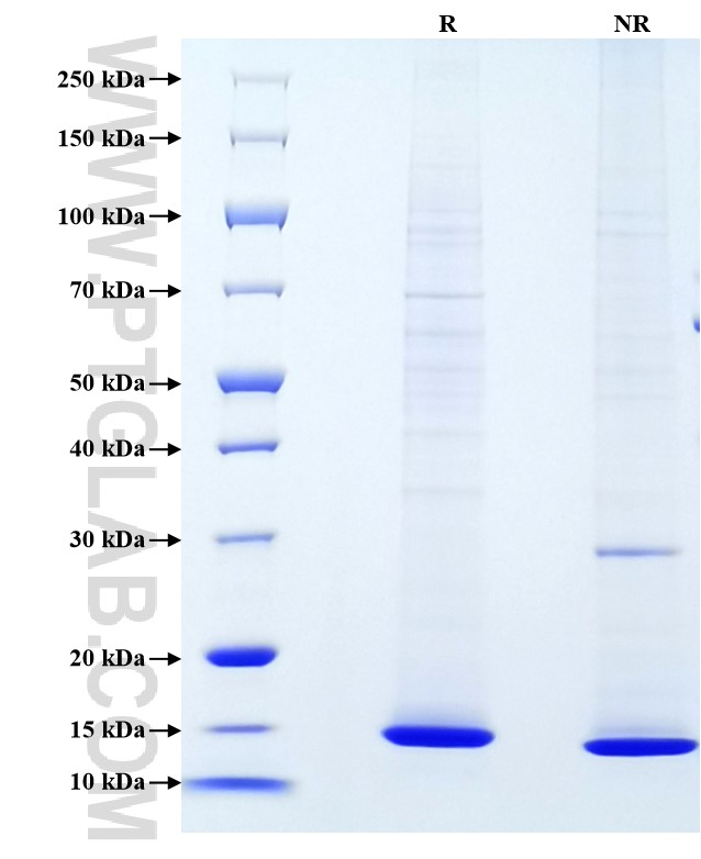 Purity of Recombinant Rat Leptin was determined by SDS-PAGE. The protein was resolved in an SDS-PAGE in reducing (R) and non-reducing (NR) conditions and stained using Coomassie blue.