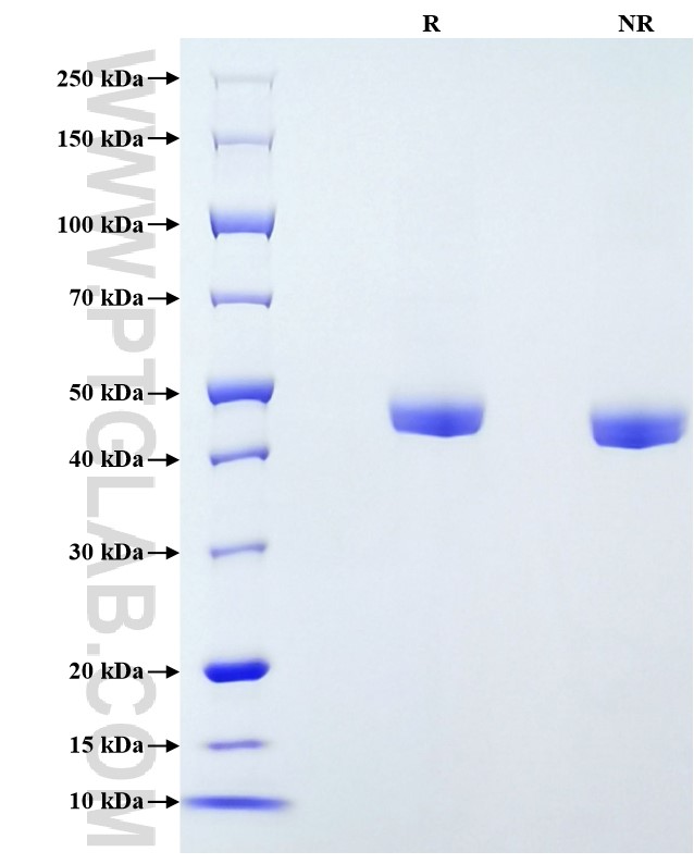 Purity of Recombinant Human Cathepsin D was determined by SDS-PAGE. The protein was resolved in an SDS-PAGE in reducing (R) and non-reducing (NR) conditions and stained using Coomassie blue.