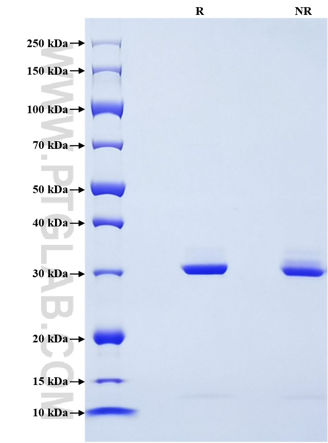 Purity of Recombinant Mouse Apolipoprotein E was determined by SDS-PAGE. The protein was resolved in an SDS-PAGE in reducing (R) and non-reducing (NR) conditions and stained using Coomassie blue.