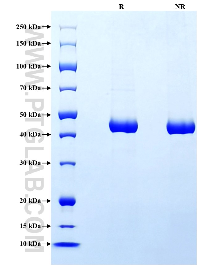 Purity of Recombinant Mouse Serpin E1 was determined by SDS-PAGE. The protein was resolved in an SDS-PAGE in reducing (R) and non-reducing (NR) conditions and stained using Coomassie blue.