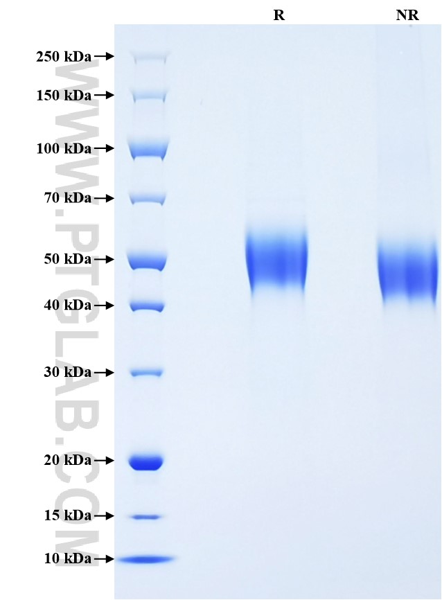 Purity of Recombinant Human MICA was determined by SDS-PAGE. The protein was resolved in an SDS-PAGE in reducing (R) and non-reducing (NR) conditions and stained using Coomassie blue.