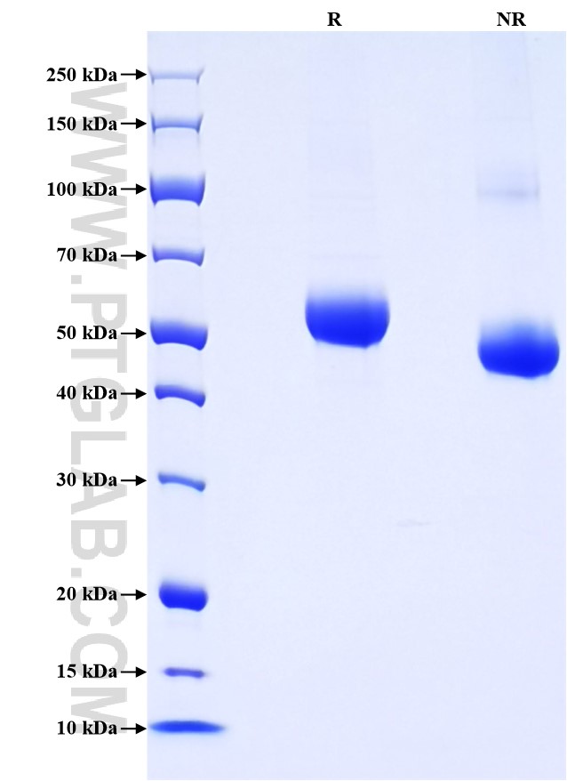 Purity of Recombinant Mouse LAG-3/CD223 was determined by SDS-PAGE. The protein was resolved in an SDS-PAGE in reducing (R) and non-reducing (NR) conditions and stained using Coomassie blue.