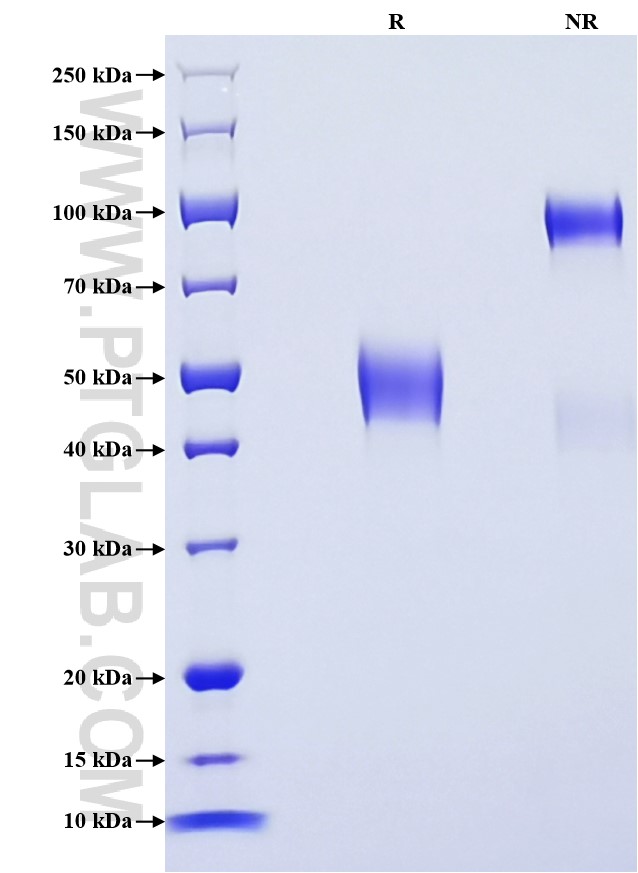 Purity of Recombinant Human CD63 was determined by SDS-PAGE. The protein was resolved in an SDS-PAGE in reducing (R) and non-reducing (NR) conditions and stained using Coomassie blue.