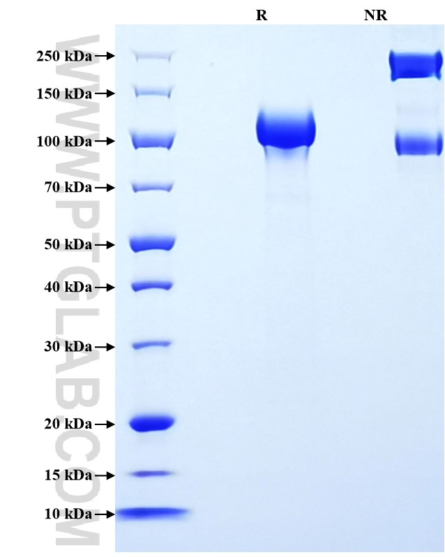 Purity of Recombinant Human ErbB3 was determined by SDS-PAGE. The protein was resolved in an SDS-PAGE in reducing (R) and non-reducing (NR) conditions and stained using Coomassie blue.