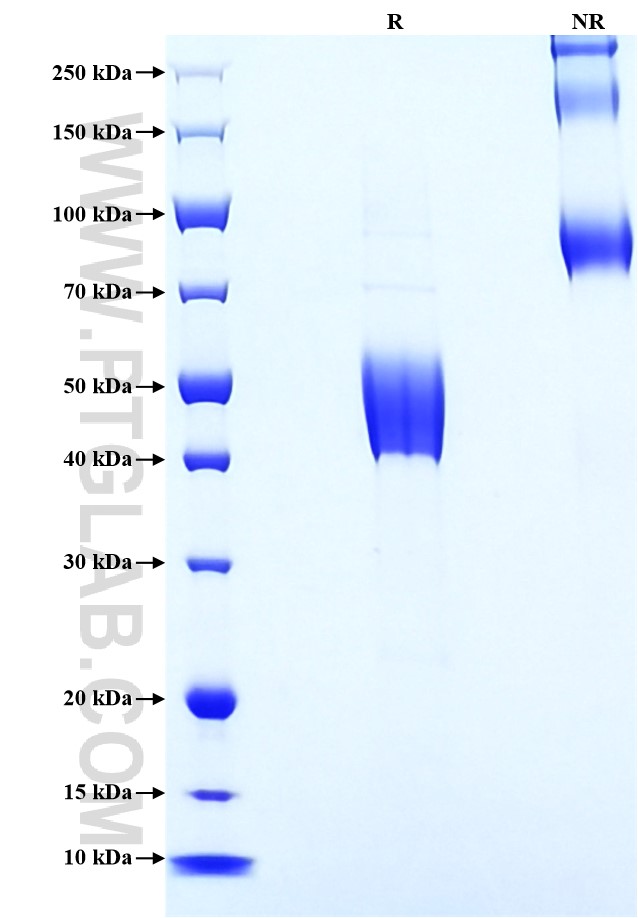 Purity of Recombinant Human CD3 delta was determined by SDS-PAGE. The protein was resolved in an SDS-PAGE in reducing (R) and non-reducing (NR) conditions and stained using Coomassie blue.