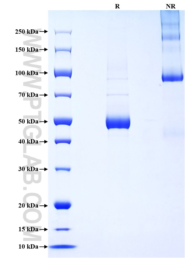 Purity of Recombinant Human GPR56 was determined by SDS-PAGE. The protein was resolved in an SDS-PAGE in reducing (R) and non-reducing (NR) conditions and stained using Coomassie blue.