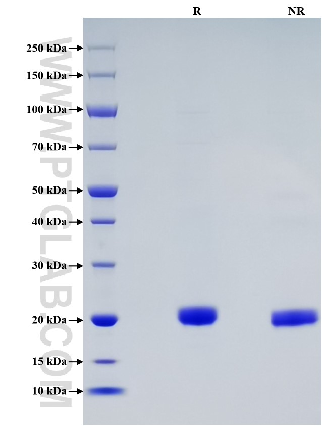 Purity of Recombinant Human LIGHT was determined by SDS-PAGE. The protein was resolved in an SDS-PAGE in reducing (R) and non-reducing (NR) conditions and stained using Coomassie blue.