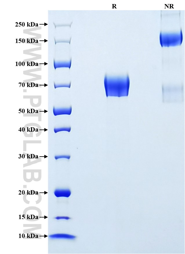 Purity of Recombinant Human KIR2DS4 was determined by SDS-PAGE. The protein was resolved in an SDS-PAGE in reducing (R) and non-reducing (NR) conditions and stained using Coomassie blue.