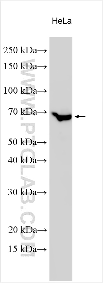 WB analysis using 14685-1-AP