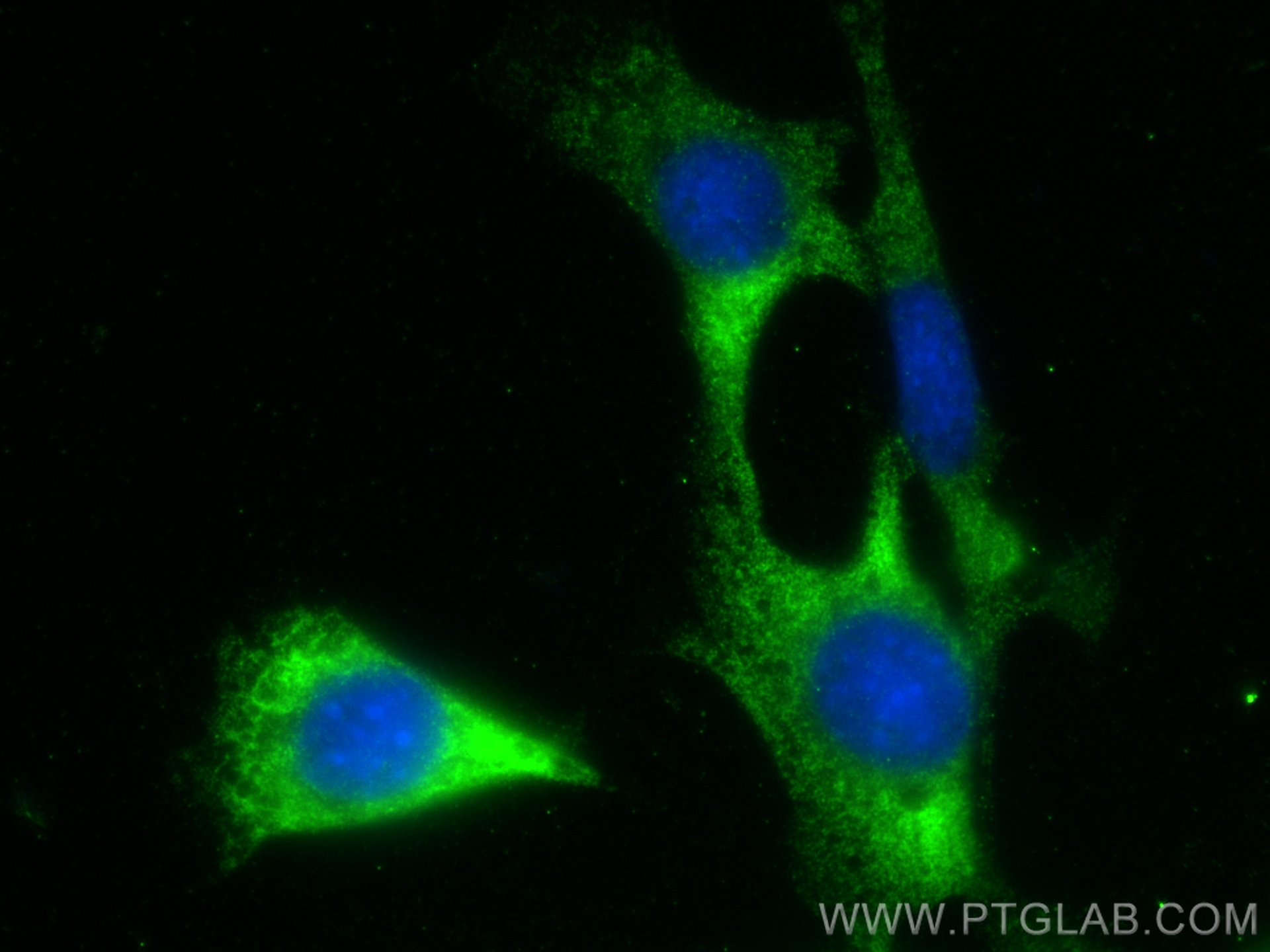 IF Staining of NIH/3T3 using 16427-1-AP