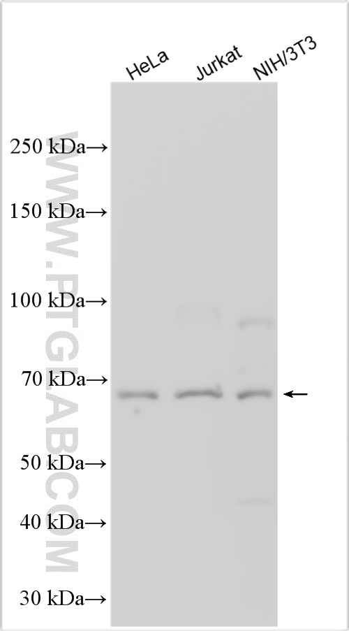 WB analysis using 25655-1-AP