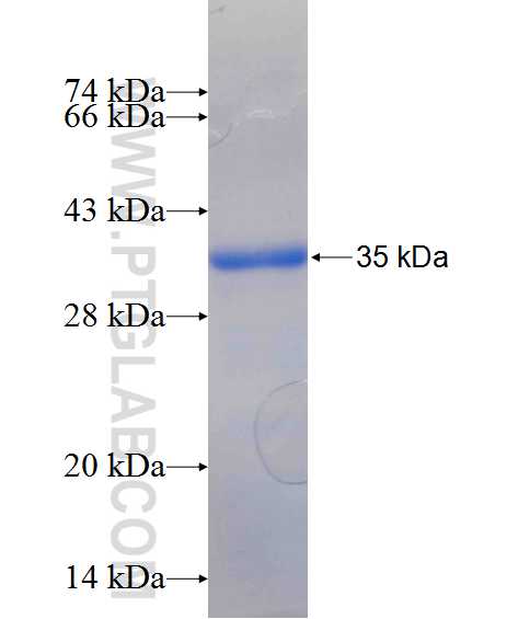 PANK3 fusion protein Ag26163 SDS-PAGE