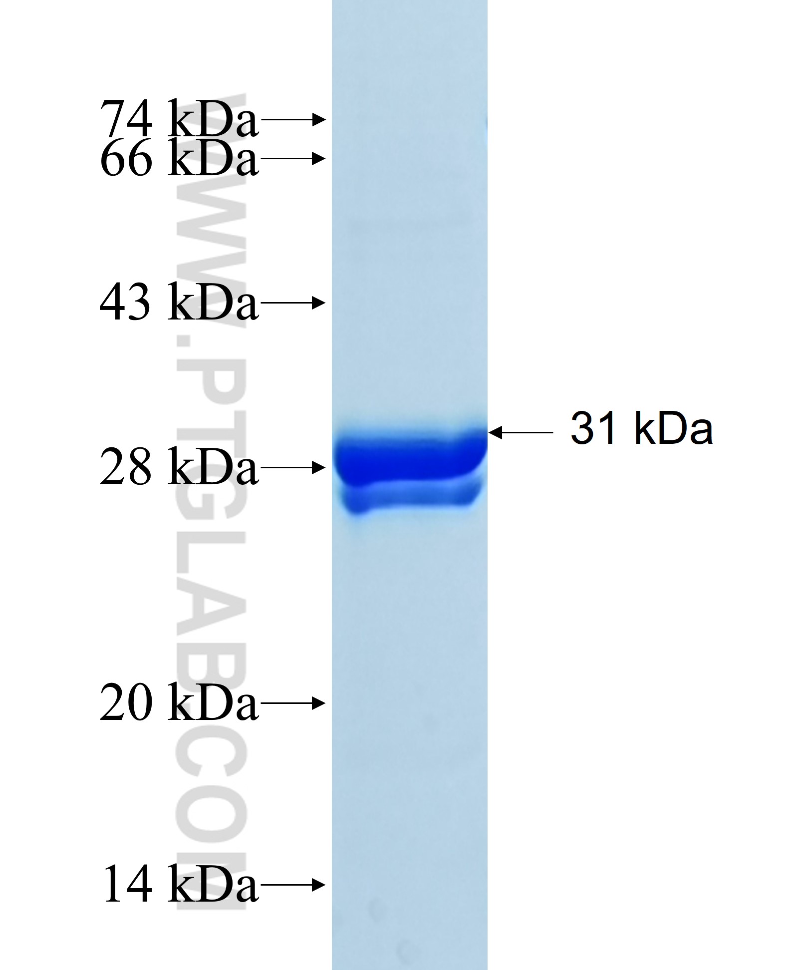 PAQR6 fusion protein Ag25554 SDS-PAGE