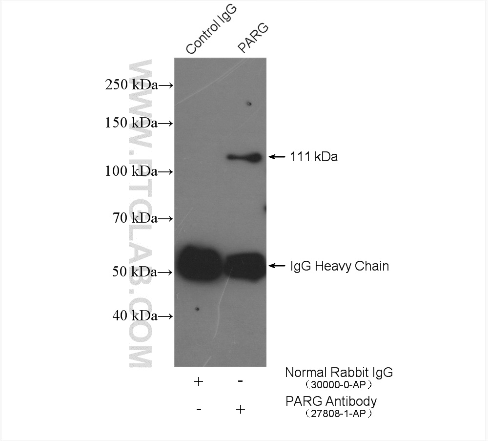 IP experiment of mouse testis using 27808-1-AP