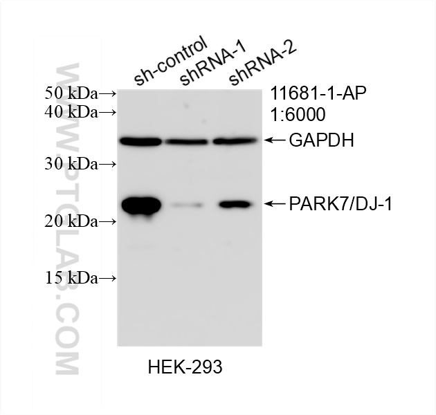 WB analysis of HEK-293 using 11681-1-AP