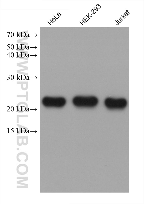 WB analysis using 68915-1-Ig