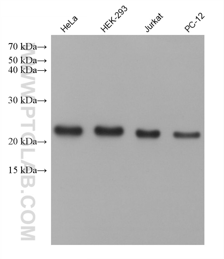 WB analysis using 68915-6-Ig