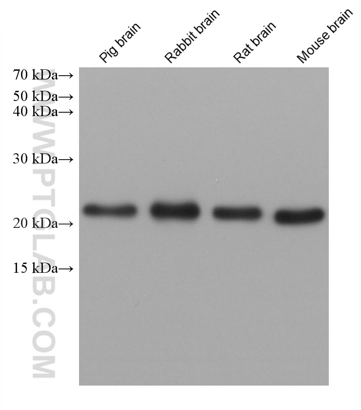 WB analysis using 68915-6-Ig