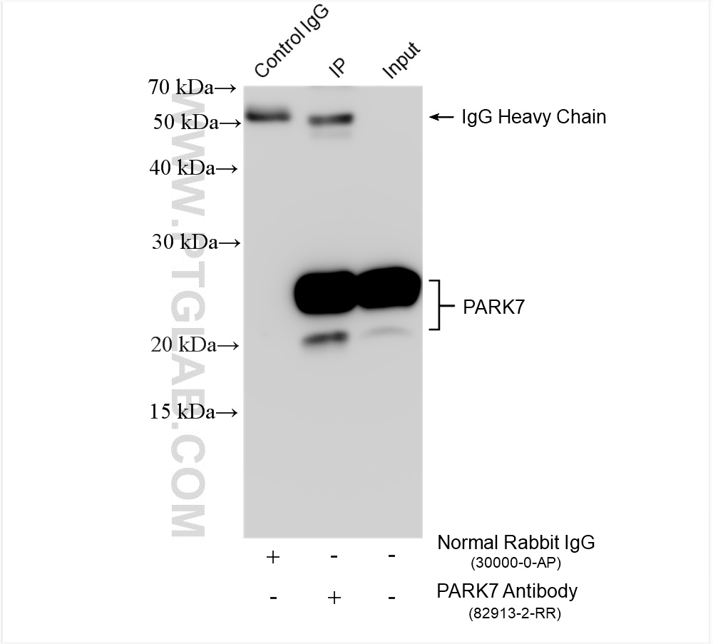 IP experiment of HeLa using 82913-2-RR