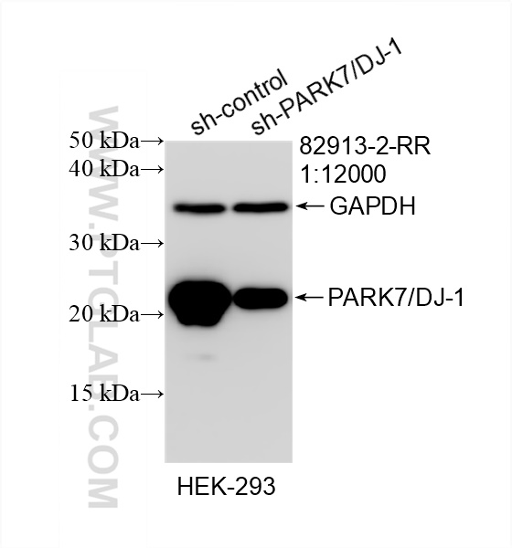 WB analysis of HEK-293 using 82913-2-RR (same clone as 82913-2-PBS)