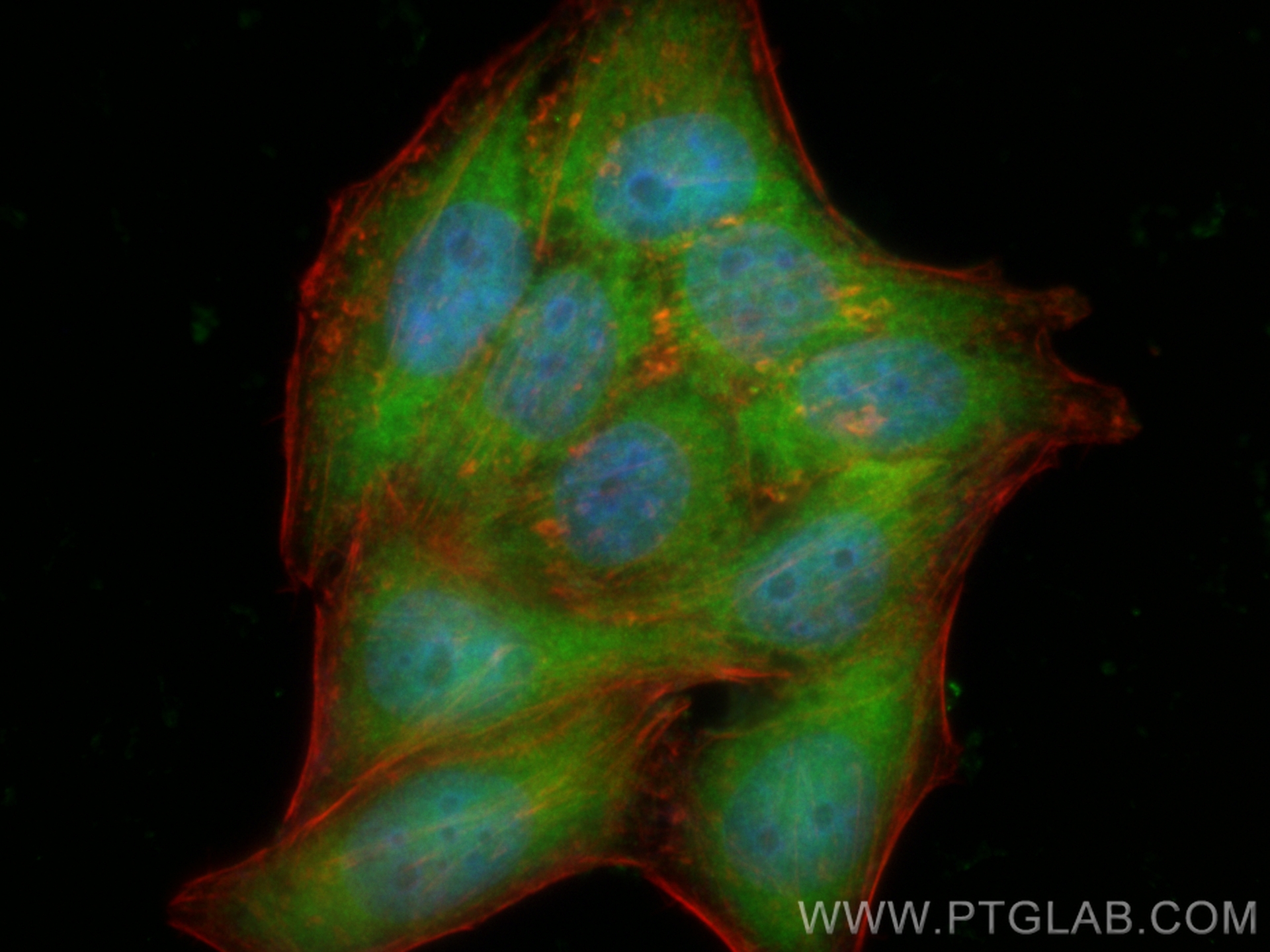 IF Staining of HepG2 using CL488-82913-2